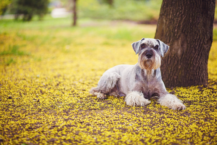 Knírač velký, foto: Shutterstock
