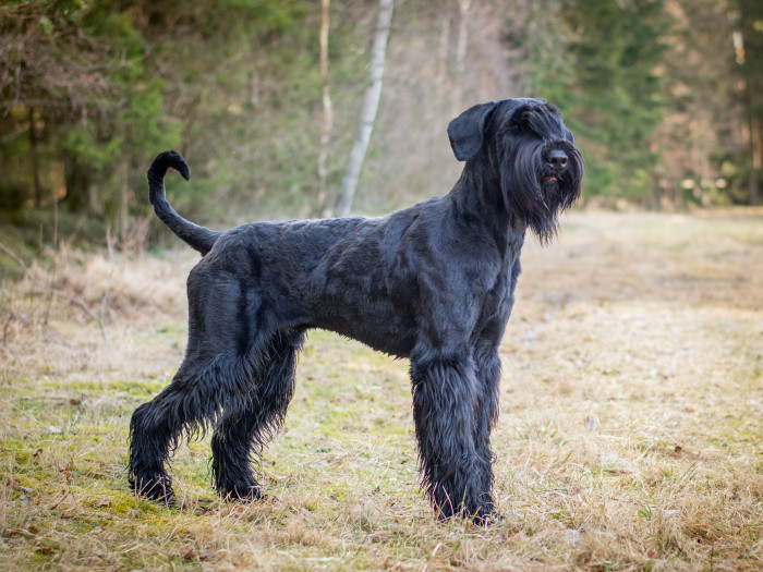 Knírač velký, foto: Shutterstock