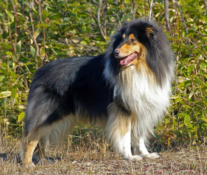 Kolie dlouhosrstá, foto: Shutterstock