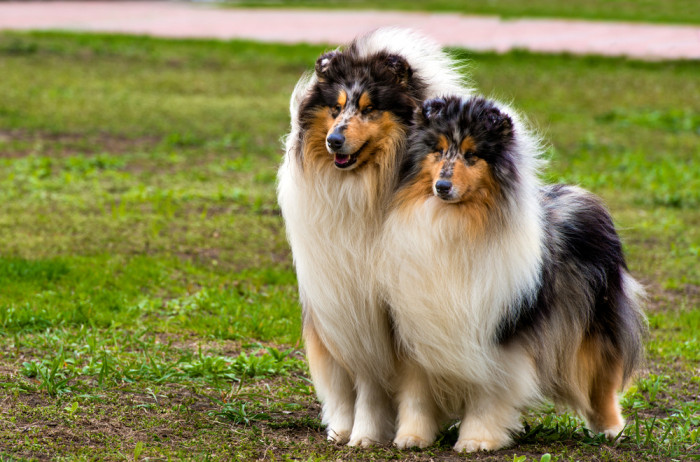 Kolie dlouhosrstá, foto: Shutterstock