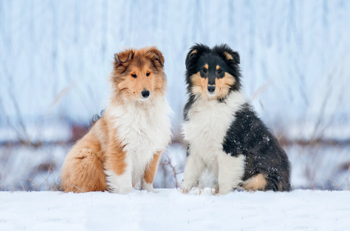 Kolie dlouhosrstá, štěňata. Foto: Shutterstock