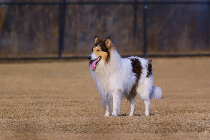 Kolie dlouhosrstá, foto: Shutterstock