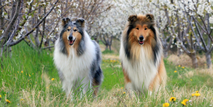 Kolie dlouhosrstá, foto: Shutterstock