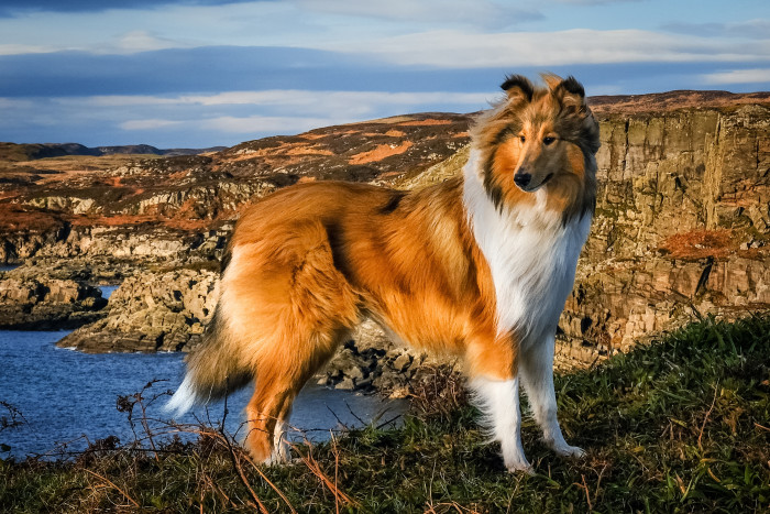 Kolie dlouhosrstá, původní pracovní typ s méně výraznou srstí. Foto: Shutterstock