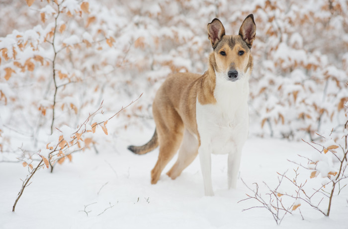 Kolie krátkosrstá, foto: Shutterstock