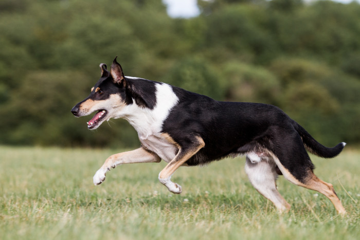 Kolie krátkosrstá, foto: Shutterstock