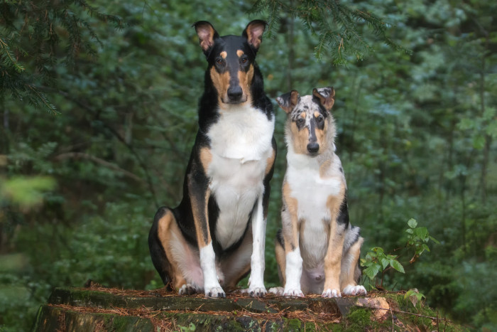 Kolie krátkosrsté, otec a syn. Foto: Shutterstock