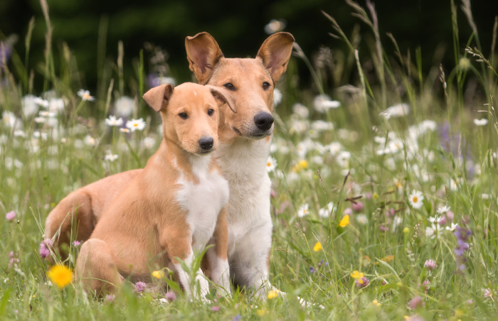 Kolie krátkosrsté, foto: Shutterstock