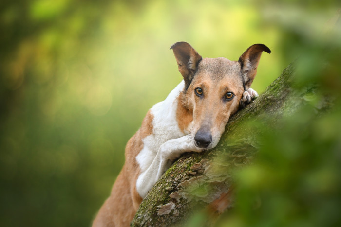Kolie krátkosrstá, foto: Shutterstock
