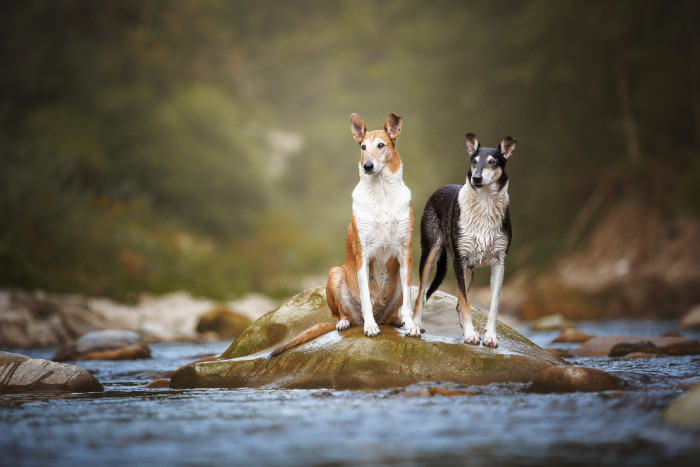 Kolie krátkosrsté, foto: Shutterstock