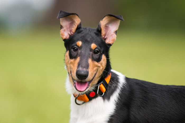 Kolie krátkosrstá, foto: Shutterstock