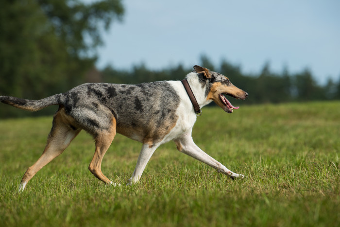 Kolie krátkosrstá, foto: Shutterstock