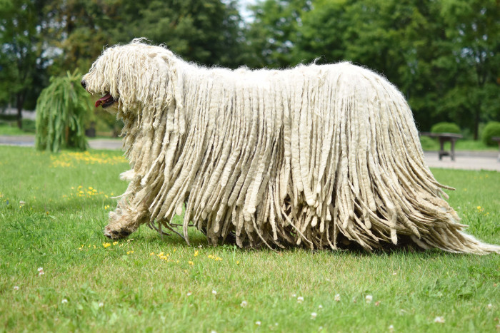 Komondor, foto: Shutterstock