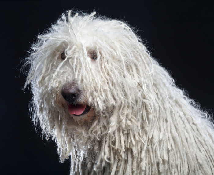 Komondor, foto: Shutterstock