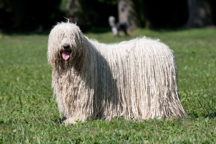 Komondor, foto: Shutterstock