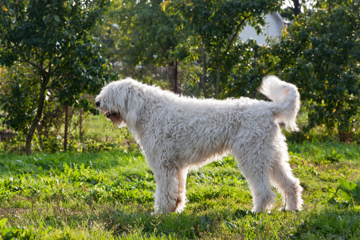 Mladý komondor, foto: Shutterstock