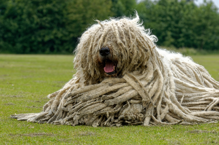 Komondor, foto: Shutterstock
