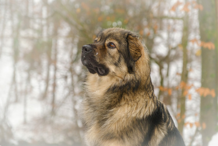 Krašský ovčák. Foto: Shutterstock