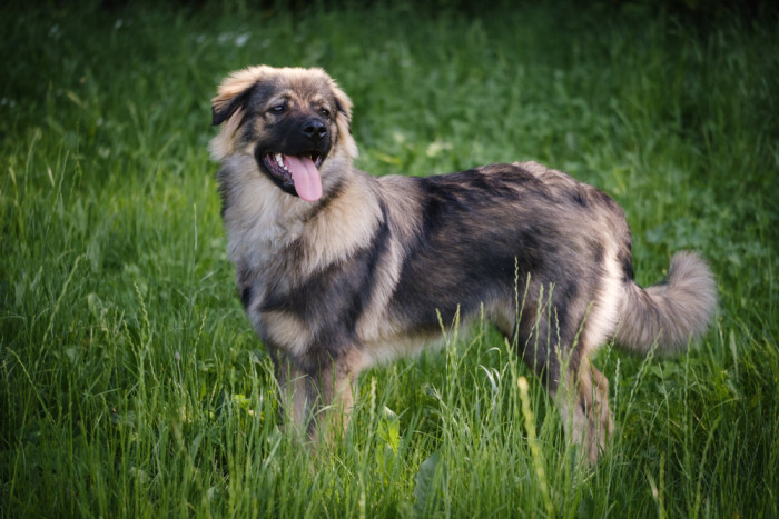 Krašský ovčák. Foto: Shutterstock