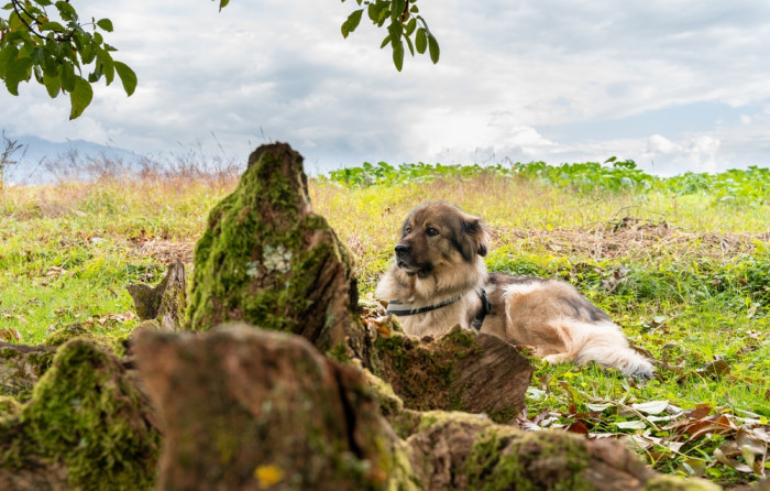 Krašský ovčák. Foto: Shutterstock