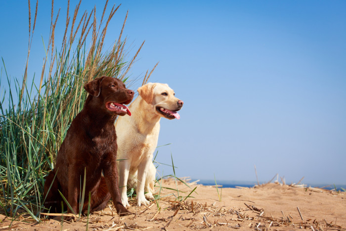 Labradorský retrívr, foto: Shutterstock