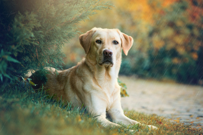 Labradorský retrívr, foto: Shutterstock