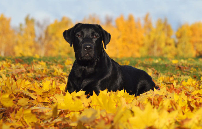 Labradorský retrívr, foto: Shutterstock