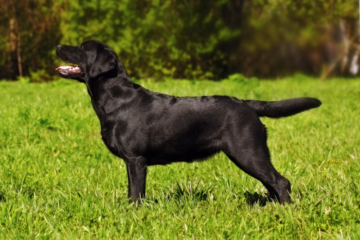 Labradorský retrívr, foto: Shutterstock