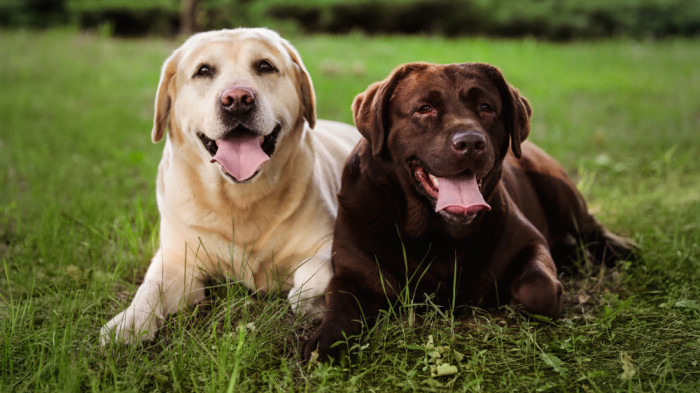 Labradorský retrívr, foto: Shutterstock