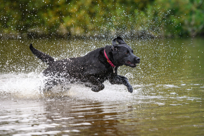 Labradorský retrívr, foto: Shutterstock