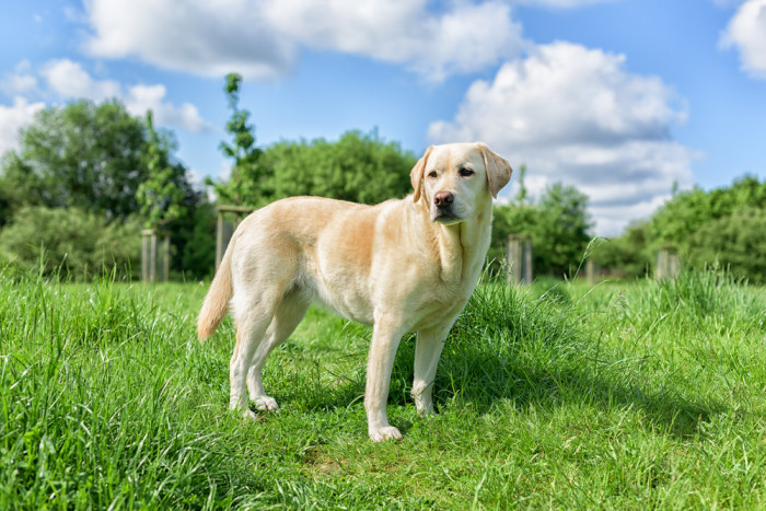 Labradorský retrívr, foto: Shutterstock