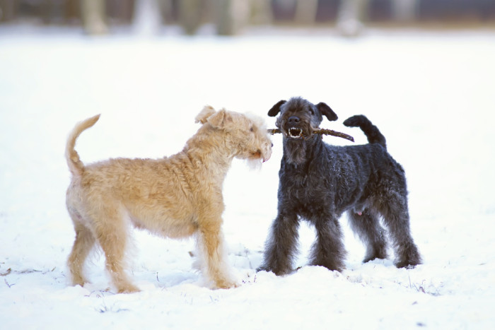 Lakelandský teriér, foto: Shutterstock