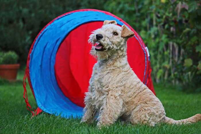 Lakelandský teriér, foto: Shutterstock