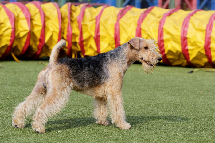 Lakelandský teriér, foto: Shutterstock