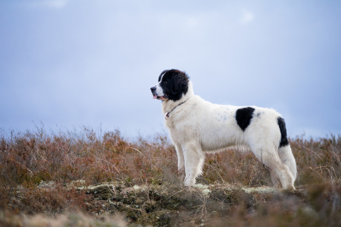 Landseer, foto: Shutterstock