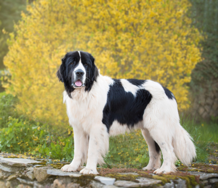 Landseer, foto: Shutterstock