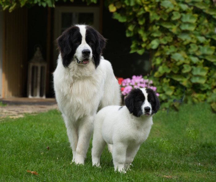 Landseer, foto: Shutterstock