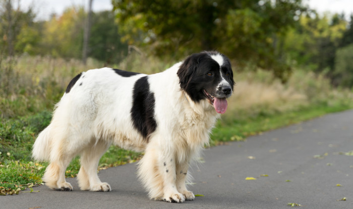 Landseer, foto: Shutterstock