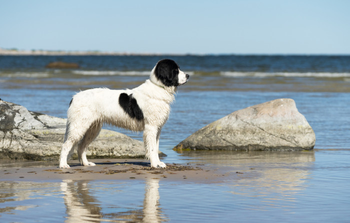 Landseer, foto: Shutterstock