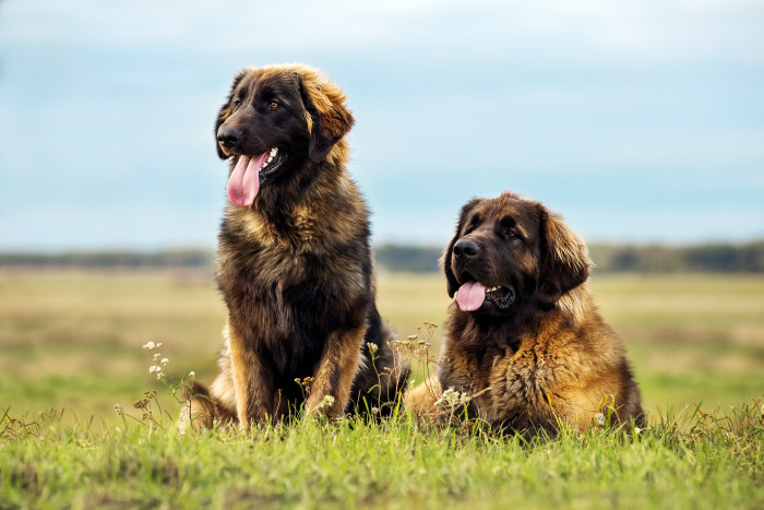 Leonberger, foto: Shutterstock