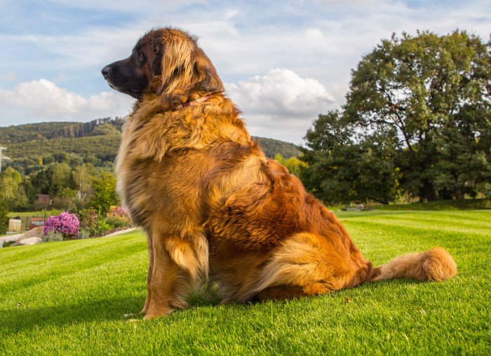 Leonberger, foto: Shutterstock