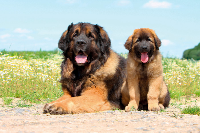 Leonberger se štěnětem, foto: Shutterstock