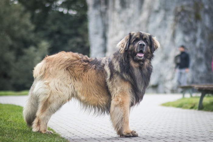 Leonberger, foto: Shutterstock