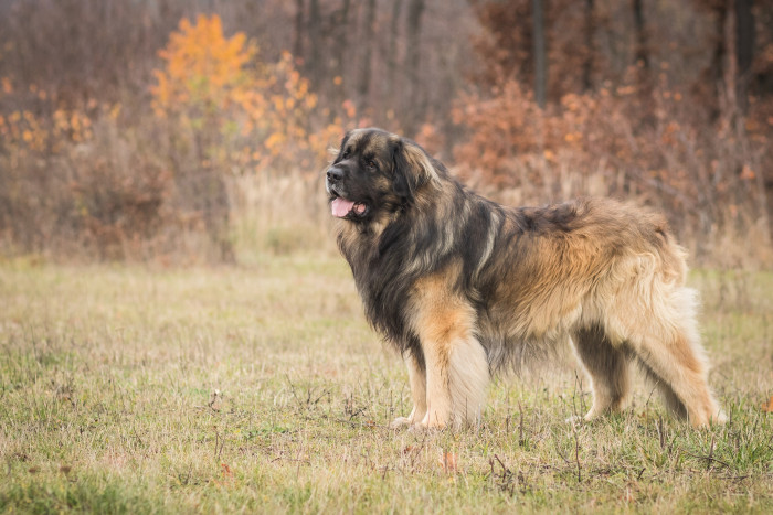 Leonberger, foto: Shutterstock