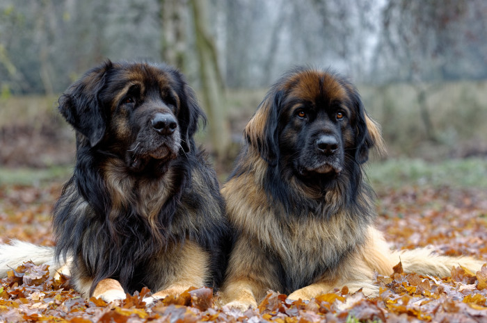 Leonberger, foto: Shutterstock