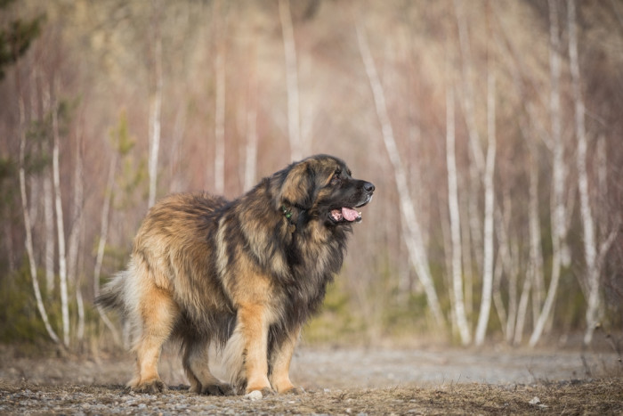 Leonberger, foto: Shutterstock