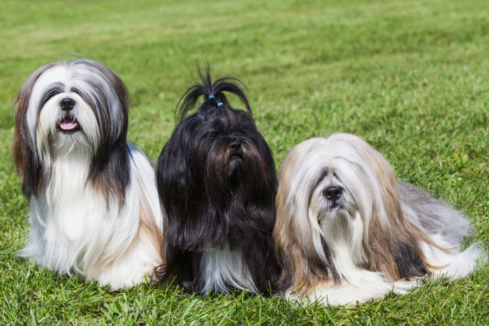 Lhasa Apso, foto: Shutterstock