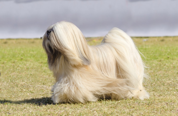 Lhasa Apso, foto: Shutterstock