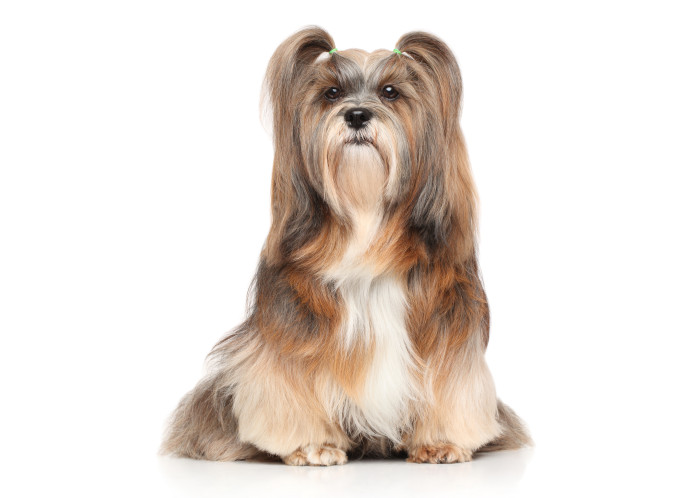 Lhasa Apso, foto: Shutterstock