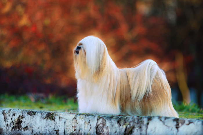 Lhasa Apso, foto: Shutterstock